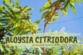 Aloysia citriodora