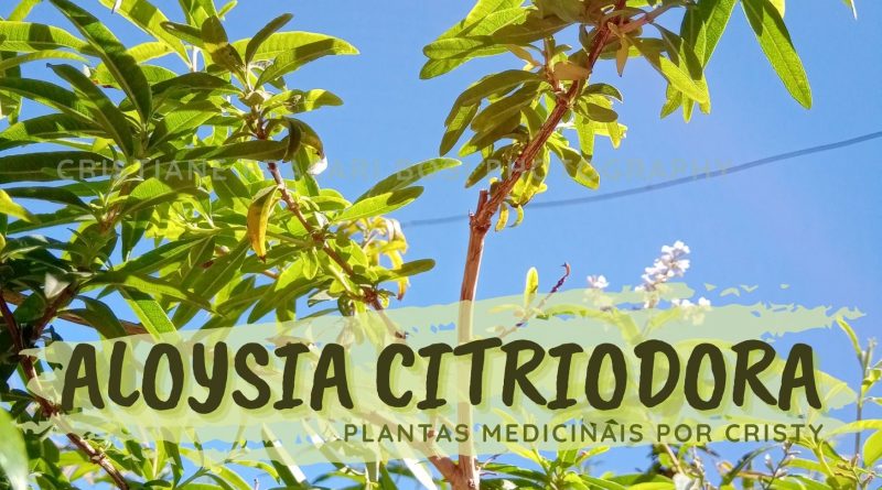 Aloysia citriodora plantas medicinais por Cristy Cristiane Fracari Bosi