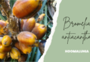 Bromelia antiacantha como usar