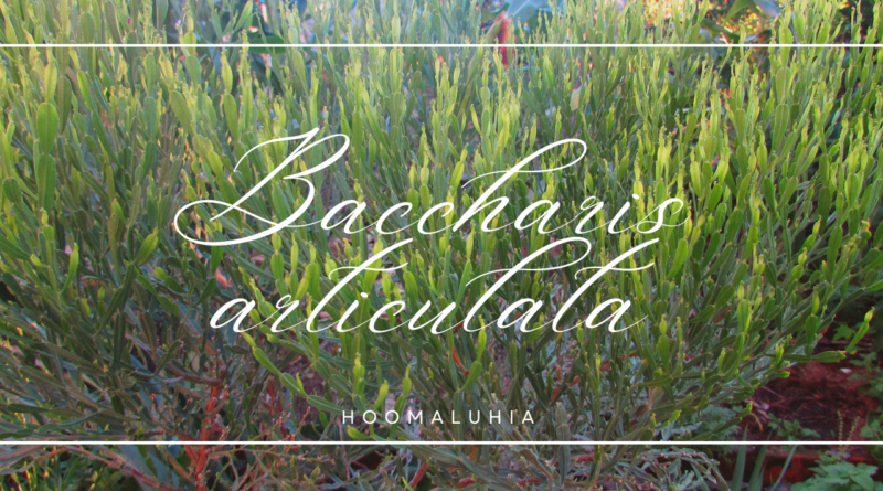 carqueja carqueija baccharis articulata planta medicinal