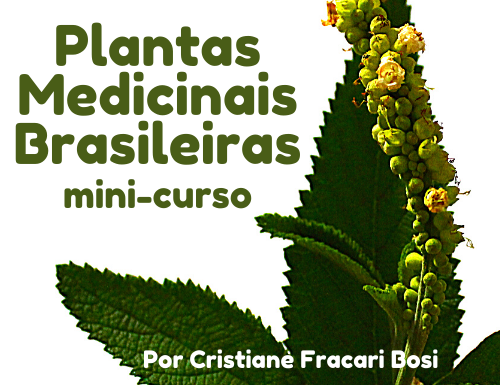 Mini-curso Plantas Medicinais Brasileiras: usos e tradições – 21/11/2020 – 17:00 – 19:00