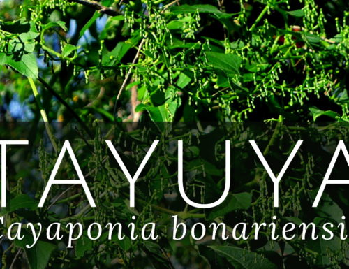 Cayaponia bonariensis (Mill.) Mart.Crov.