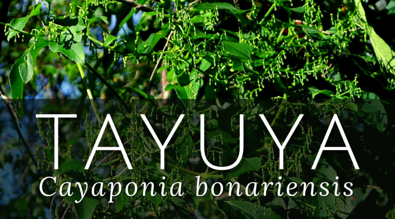 tayuya Cayaponia bonariensis  plantas medicinais brasileiras