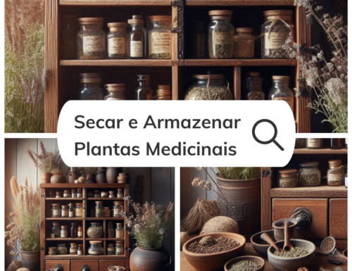 Dicas para secar e armazenar as plantas medicinais